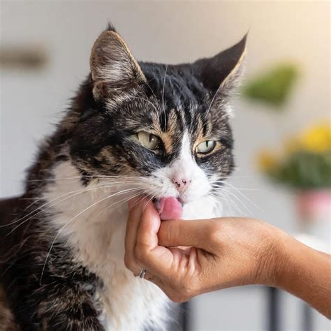 cat licking owner's pussy|Cute cat licks it's owners pussy clean .